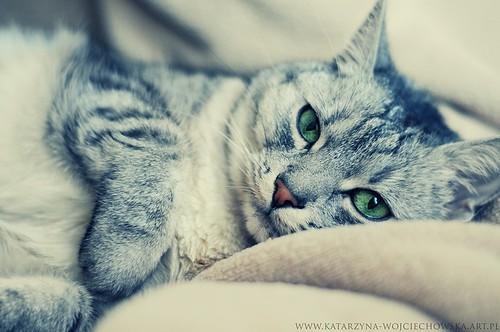 Утренние коты