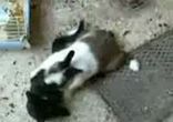 Кролик напал на кошку.