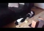 Нарезка собачьих смешнот)