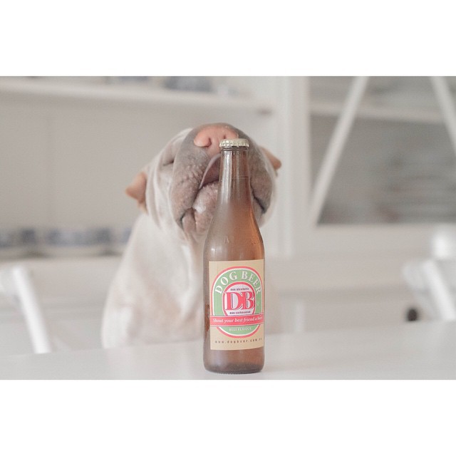 Шарпей Паддингтон