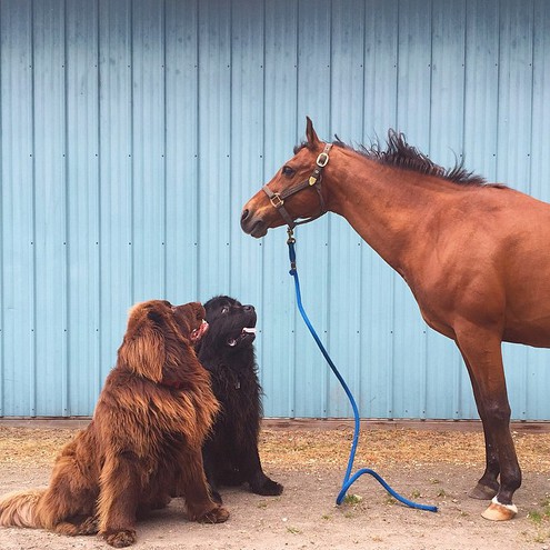 Собаки та кінь