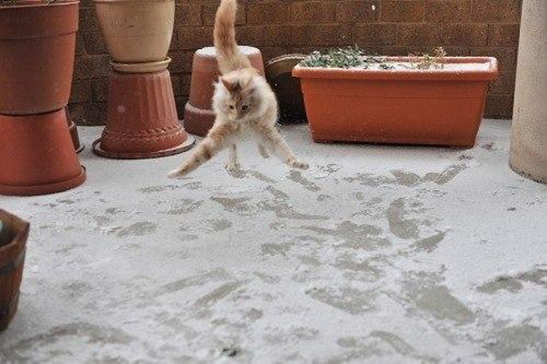 Реакция кота на первый снег в его жизни