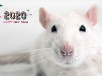 Мимимишная открытка на Новый год крысы 2020