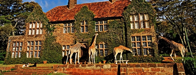 Где встретить дикое животное: Жирафы в Кении