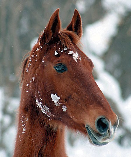 Лошадки в снегу