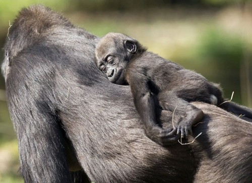 Диковинная фауна