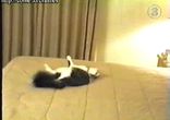 перепуганная кошка