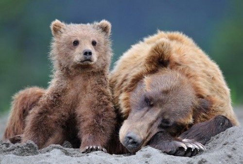 Животные модели