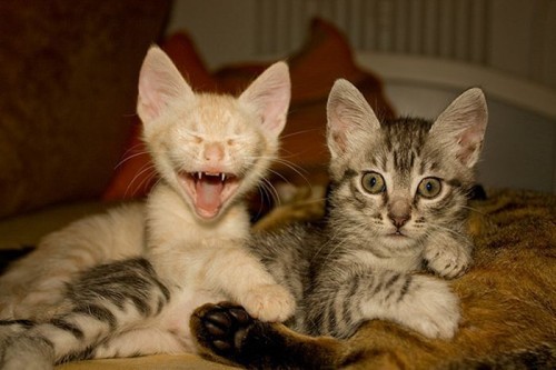 Зевающие котята 