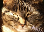 Котики
