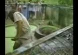 animals