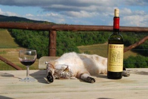 Пятничный котег!