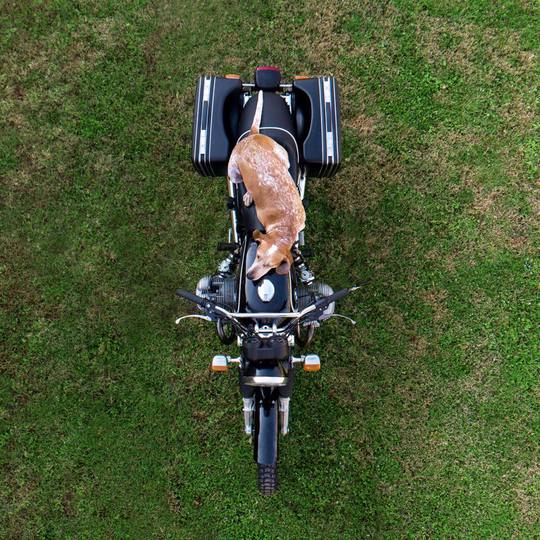 Невероятные приключения собаки-путешественницы Мэдди по Америке