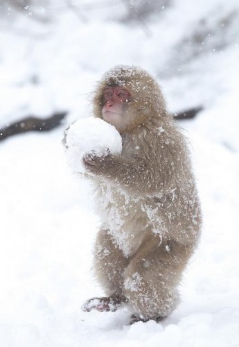 Супер няшки