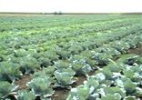 The Field Day on technology of vegetables cultivation (August 28,2013)