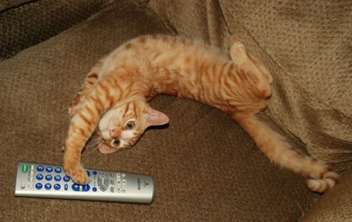 Котэ акробаты