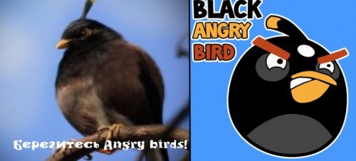Angry Birds существуют!