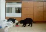от коти жулікі