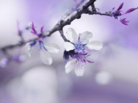 Цветущее дерево