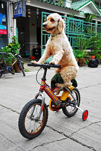 Собаки - на велосипедах катаки