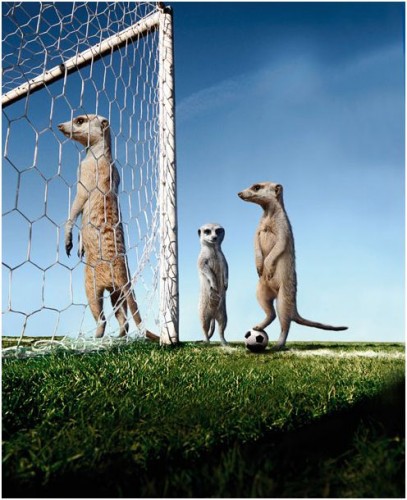 Спортивные миркаты-няшки