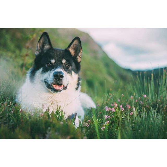 хаскі Акіак 