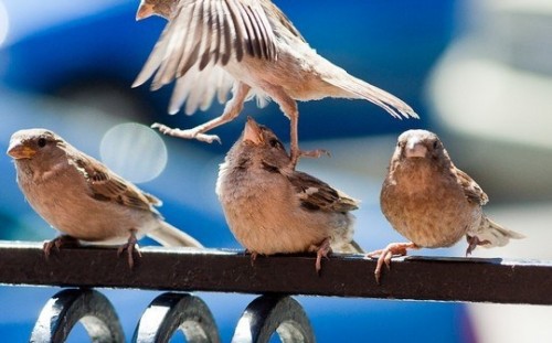 Животные модели