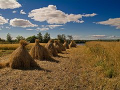 скирды сена