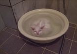 Кошка обожает принимать горячие ванны