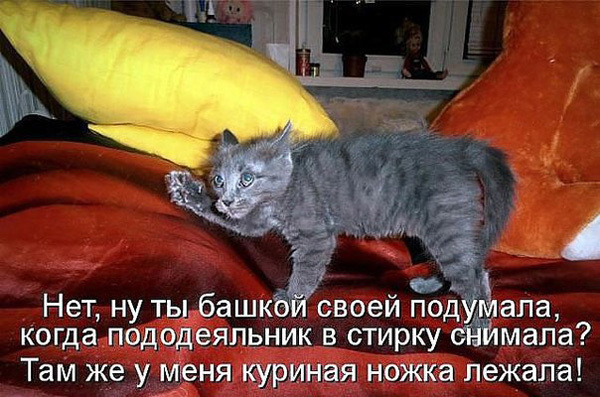 ТОП лучших котоматриц