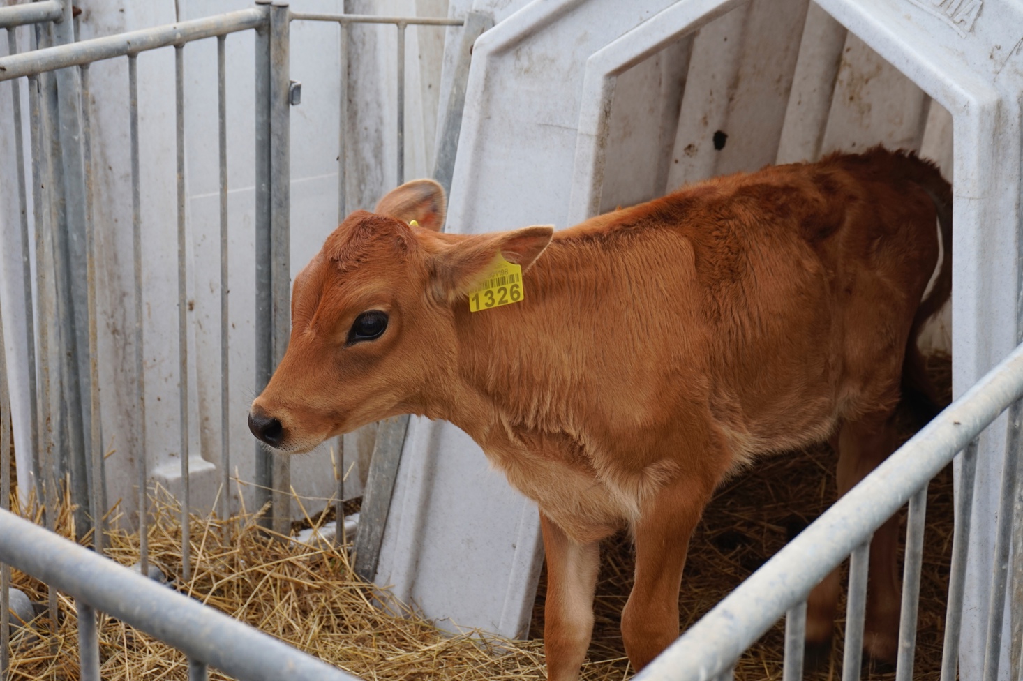 сирна ферма