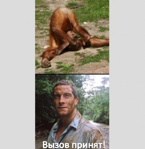 Вызов дикой природе