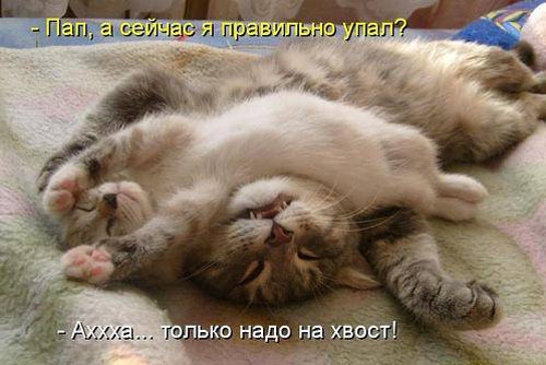 ТОП лучших котоматриц