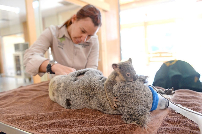 Трепетна любов: дитинча коали обіймає свою маму під час операції (фото)