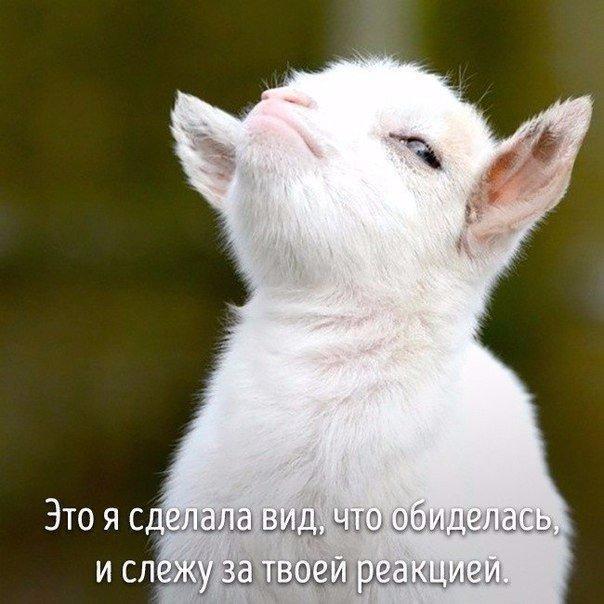 Животные совсем как мы