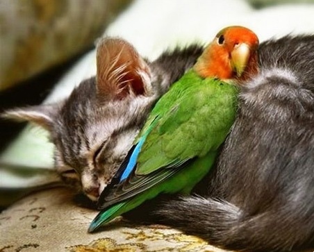 Кофки-Шабаки&Ко