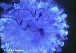nuclearsp2
