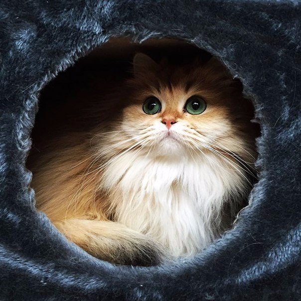 Смузи — самый фотогеничный котик в мире