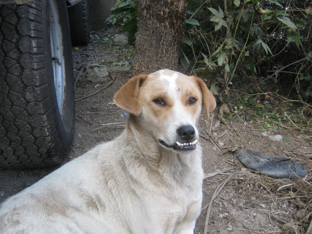 Собаки - зубаки