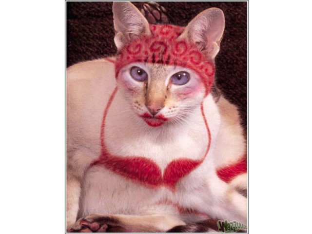 Раскрашенные коты