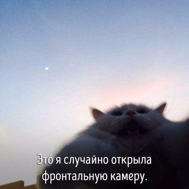 Животные совсем как мы