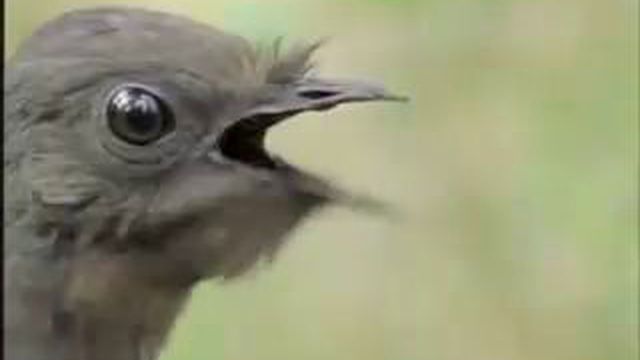 Птичку не видали. Птички на проводах. Синяя птица пиксар. Чокнутая птичка. Птицы на проводах.