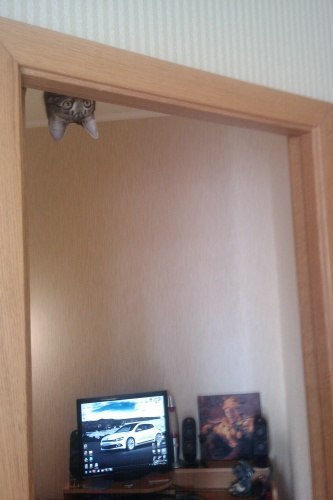Классные приколы про котов
