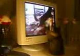 kot i monitor