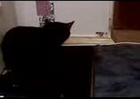 Кот и провод