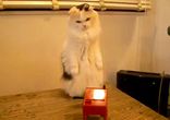 Кот и терменвокс