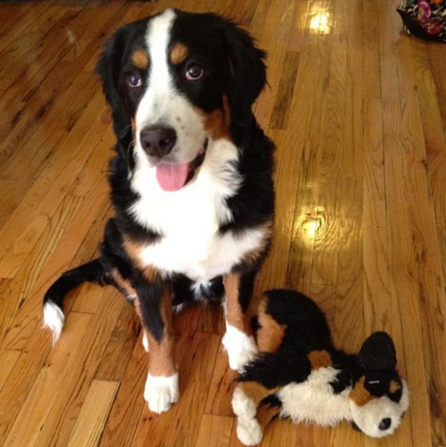 ТОП 15 лучших двойников