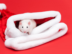 Новый год Белой Крысы 2020: как его правильно встретить