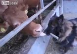 Корова облизывает собаку