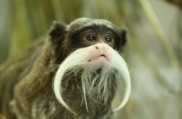 Императорский тамарин
